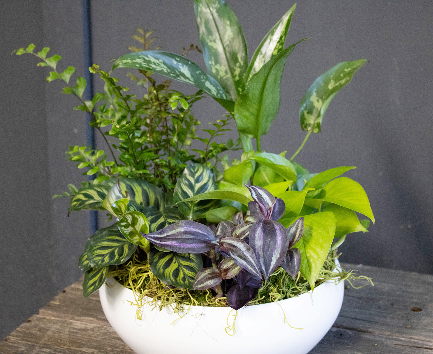 Indoor Dish Garden