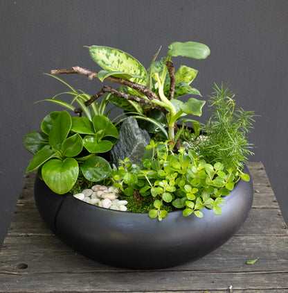 Indoor Dish Garden