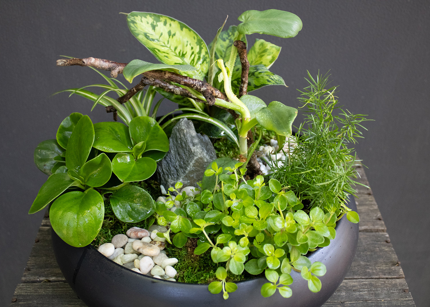 Indoor Dish Garden